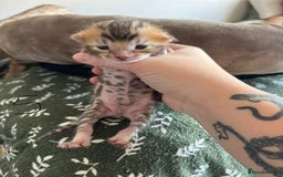 Bengal cats for sale: Bengal kittens - Image 15