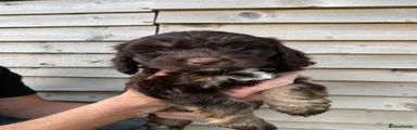 Cockapoo Puppy 2