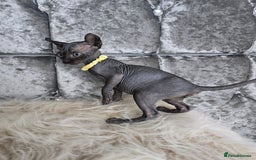 Sphynx cats for sale: 💙LITTLE BOY🩵Sphynx Kitten🩵TESTED 🐈  - Image 26