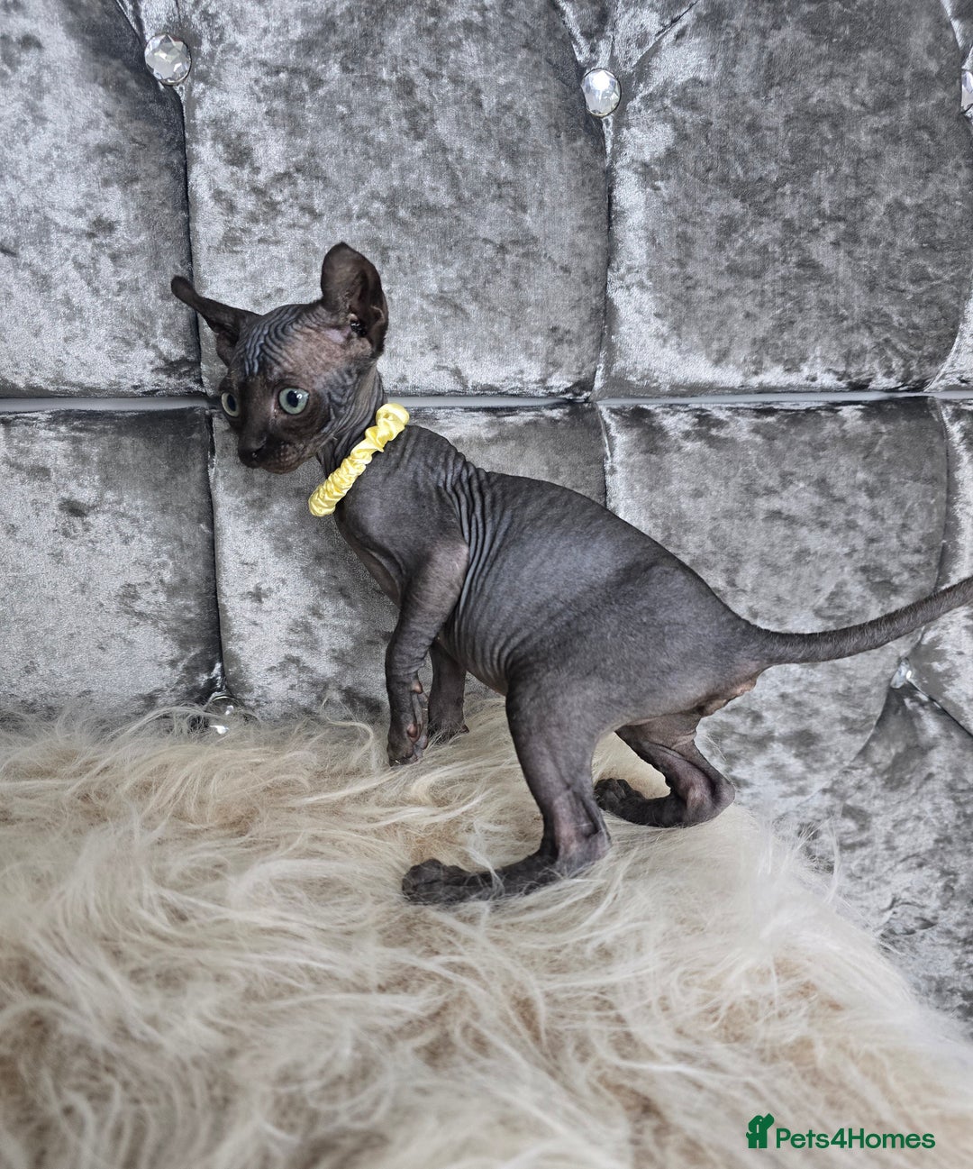 Sphynx cats for sale: 💙LITTLE BOY🩵Sphynx Kitten🩵TESTED 🐈  - Image 26