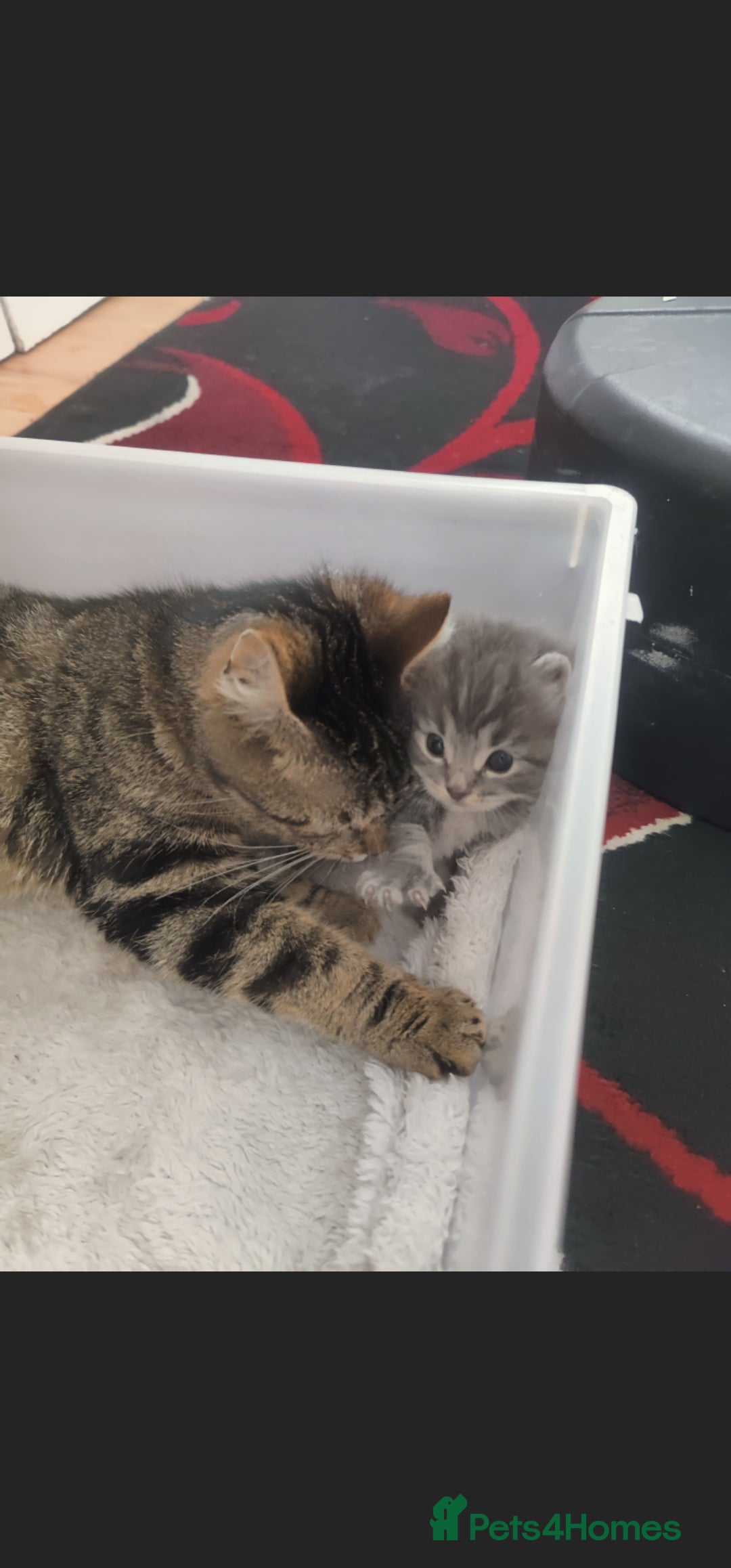 American Curl cats for sale: Amarican Curl Kitten  - Advert 4