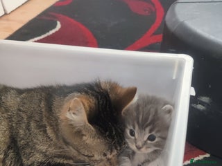 American Curl cats Amarican Curl Kitten - Advert 13