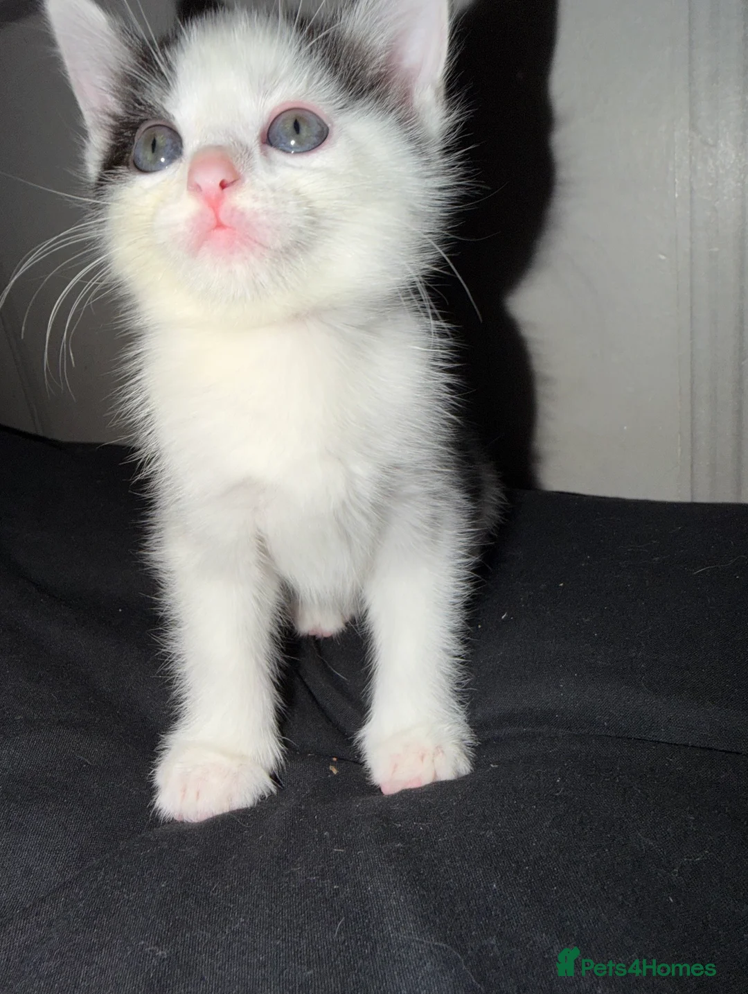 Mixed Breed cats for sale: 4 beautiful kitten  - Advert 8