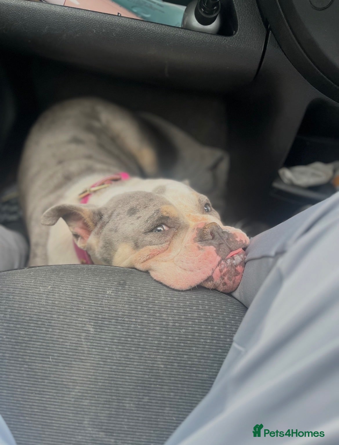 American Bully dogs Pocket Bully – 2 year old  - Advert 1