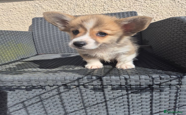 Welsh Corgi Pembroke dogs - Advert 1