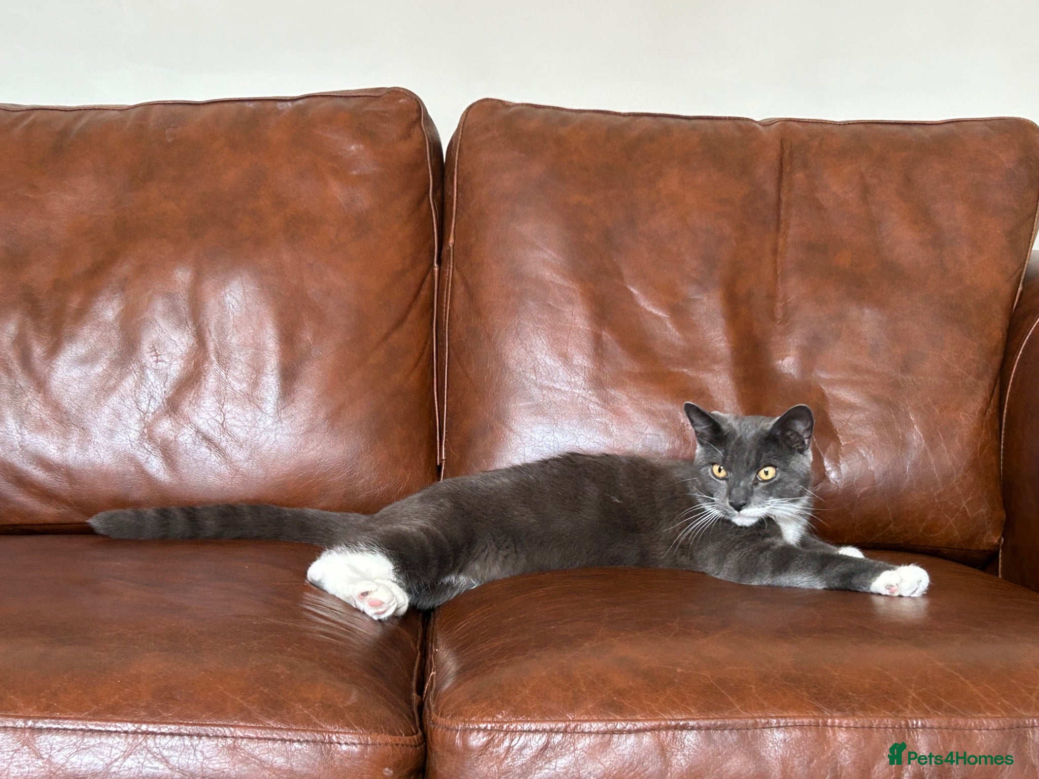 Domestic Shorthair cats Adorable, cuddly boy CHIPPED, NEUTERED, VACCINATED - Advert 1