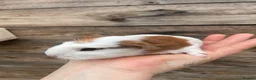 Guinea Pig rodents for sale: Gorgeous guinea pigs  - Advert 6