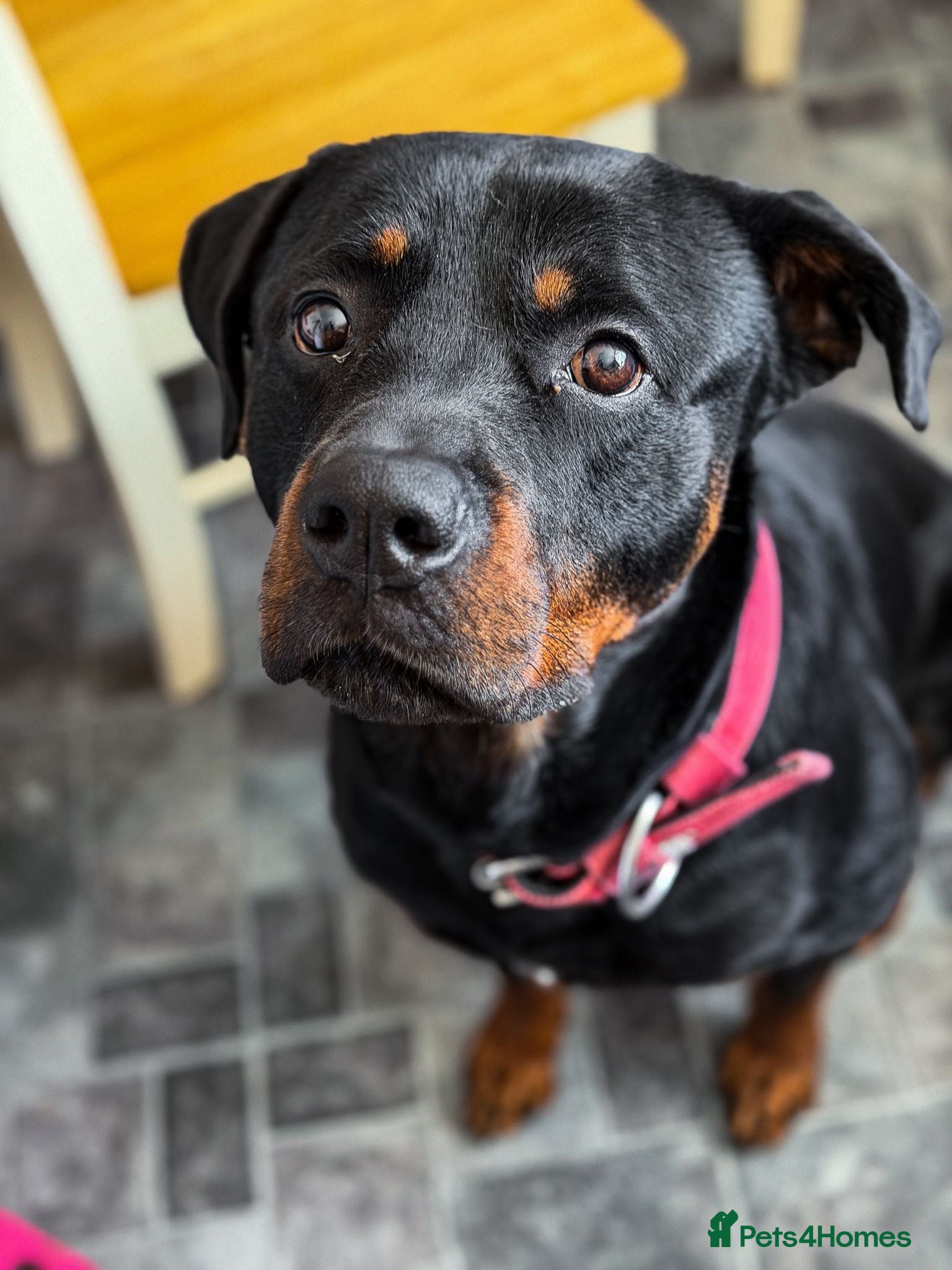 Rottweiler dogs Gatsby - Advert 8