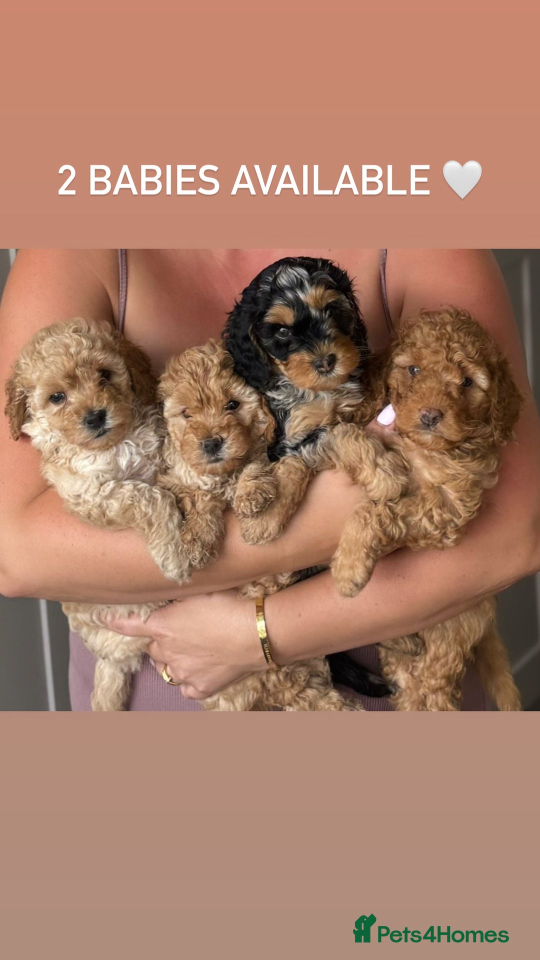 Cavapoo dogs for sale: Extensively health tested Stunning F1B Cavapoo  - Image 4