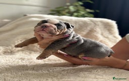 English Bulldog dogs for sale: *REDUCED* English Bulldog Puppies - Image 10
