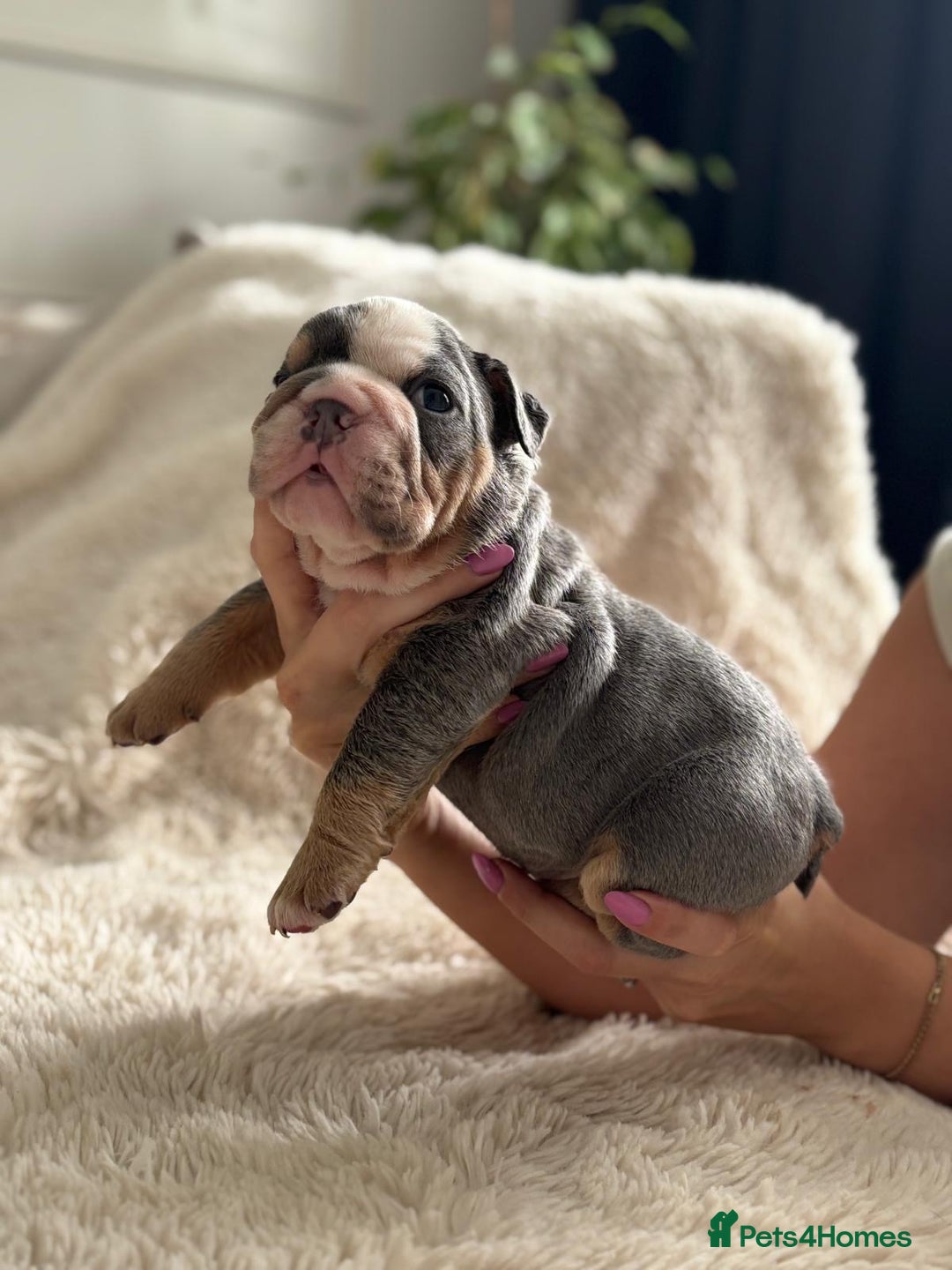 English Bulldog dogs for sale: *REDUCED* English Bulldog Puppies - Image 10