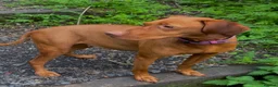 Hungarian Vizsla dogs for sale: KC Registered Hungarian Viszla litter  - Advert 4