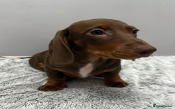 Miniature Dachshund dogs for sale: Ready to go-Gorgeous miniature Dachshund puppies   - Image 7