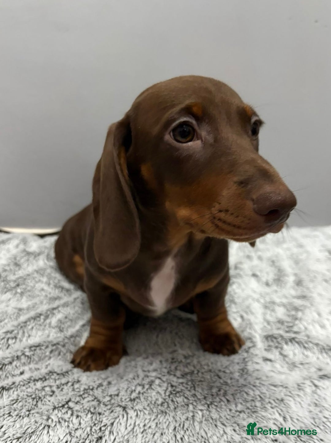 Miniature Dachshund dogs for sale: Ready to go-Gorgeous miniature Dachshund puppies   - Image 7