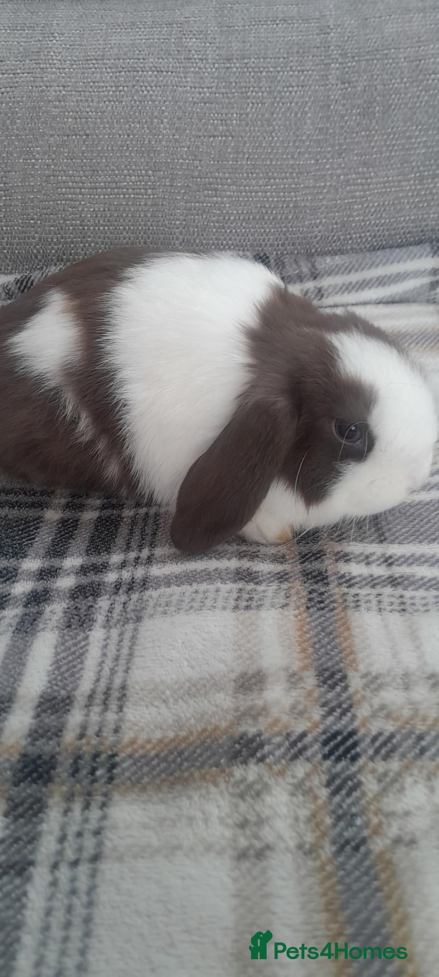 Mini Lop rabbits Mini lop girl - Advert 13
