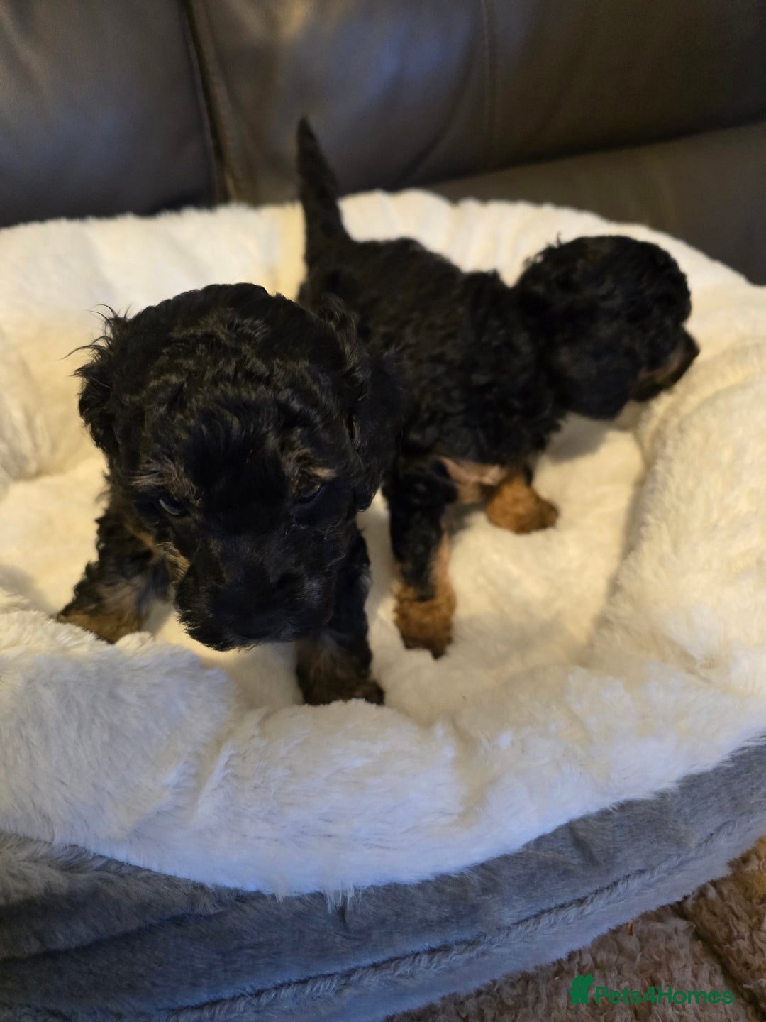 Miniature Poodle dogs for sale: 4 Amazing miniature poodles  - Advert 22