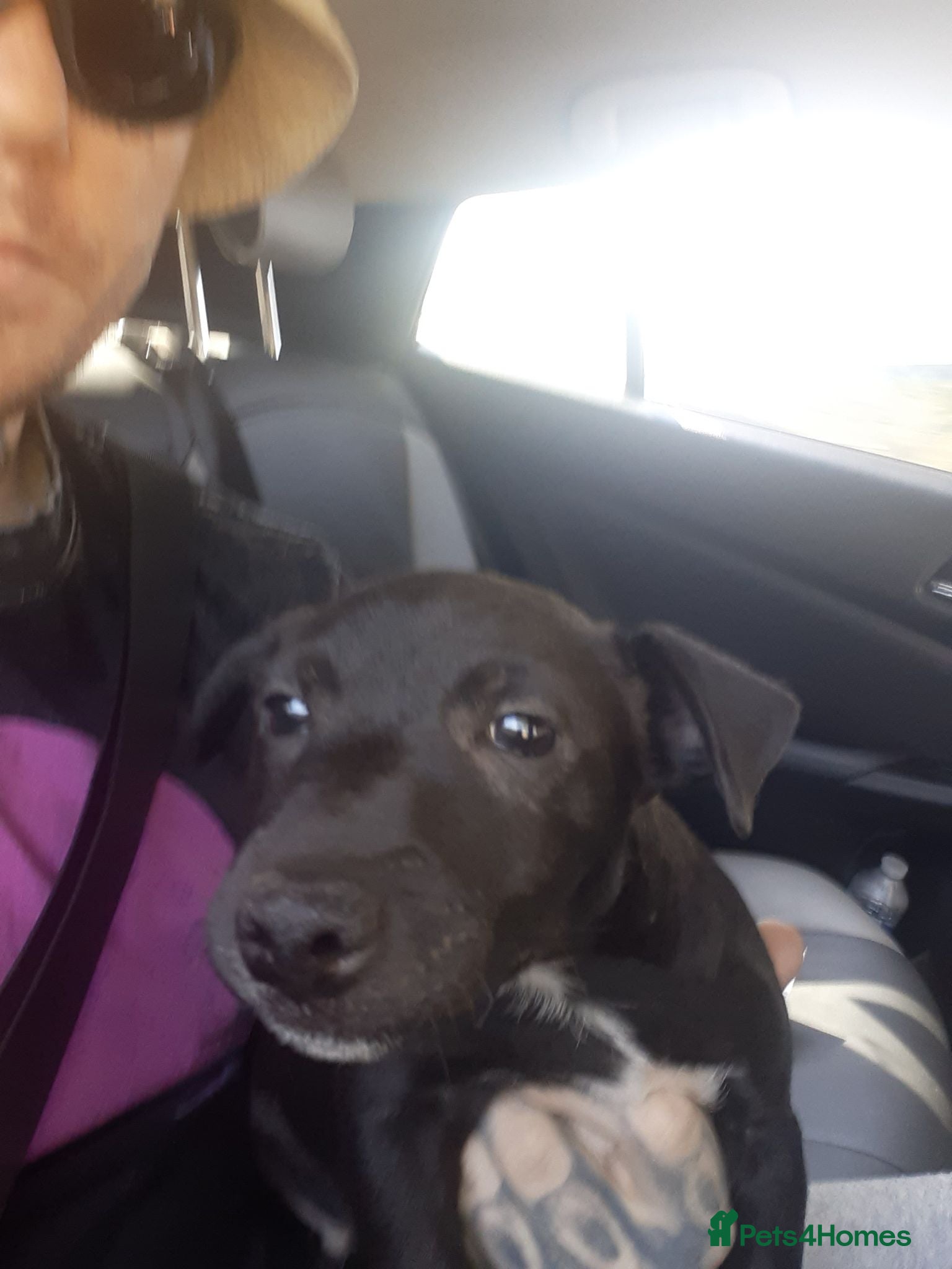 Patterdale Terrier dogs Patterdale terrier  - Advert 6