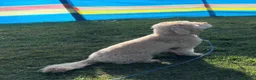 Cockapoo dogs for sale: Beautiful 18 month old Cockapoo Female - Advert 4