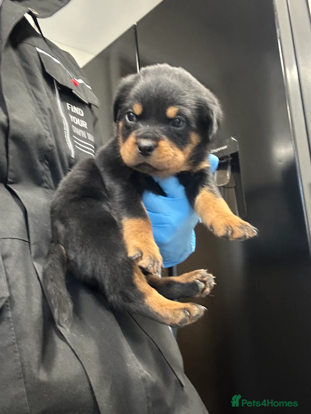 Rottweiler dogs for sale: Champion  bloodline Rottwiler Puppies  - Advert 14