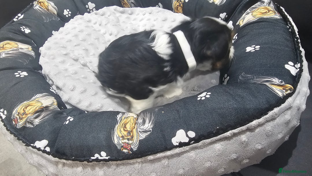 Yorkshire Terrier dogs for sale: 3 boys biewer yorkshire terrier with IHR Pedigree - Advert 14