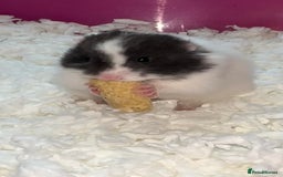 Hamster rodents for sale: Baby hamster - Image 3