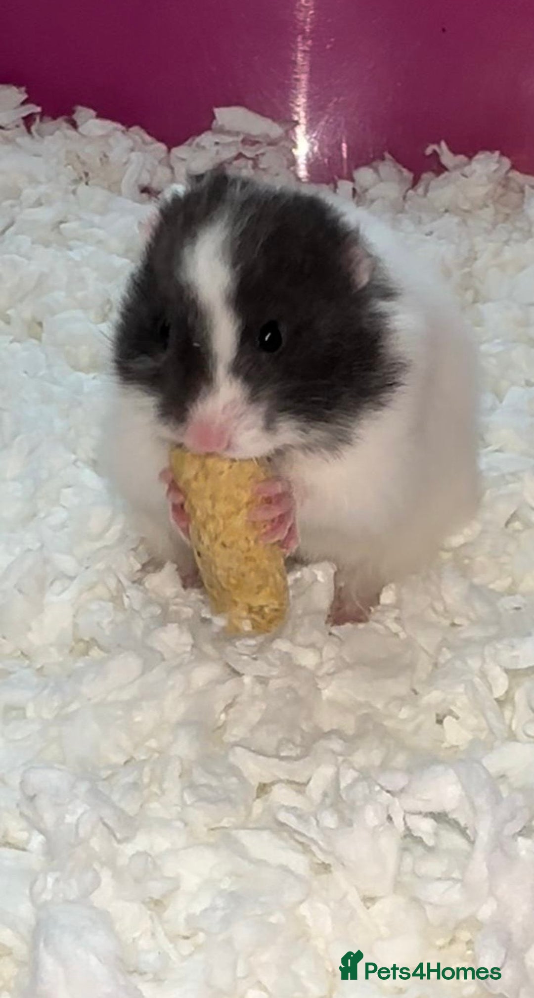 Hamster rodents for sale: Baby hamster - Image 3