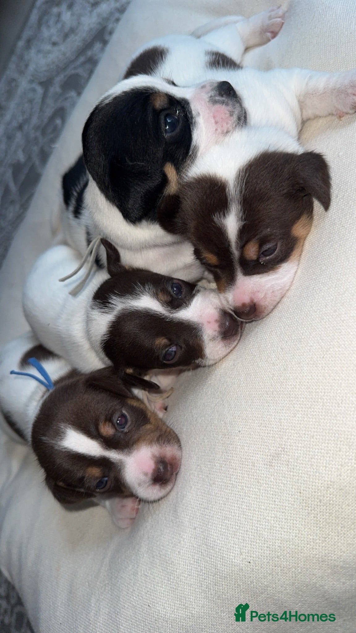 Jack Russell dogs Jack Russel.. Ready 26th sept! - Advert 1
