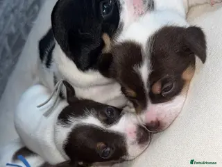 Jack Russell dogs Jack Russel.. Ready 26th sept! - Advert 1