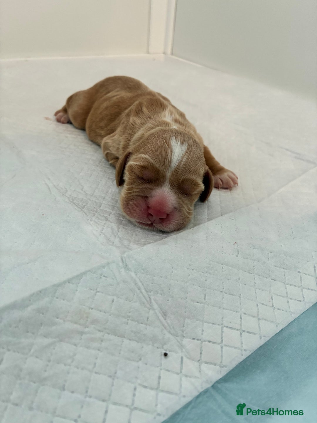 Cocker Spaniel dogs for sale: KC Registered and Vet checked Pups - Advert 7