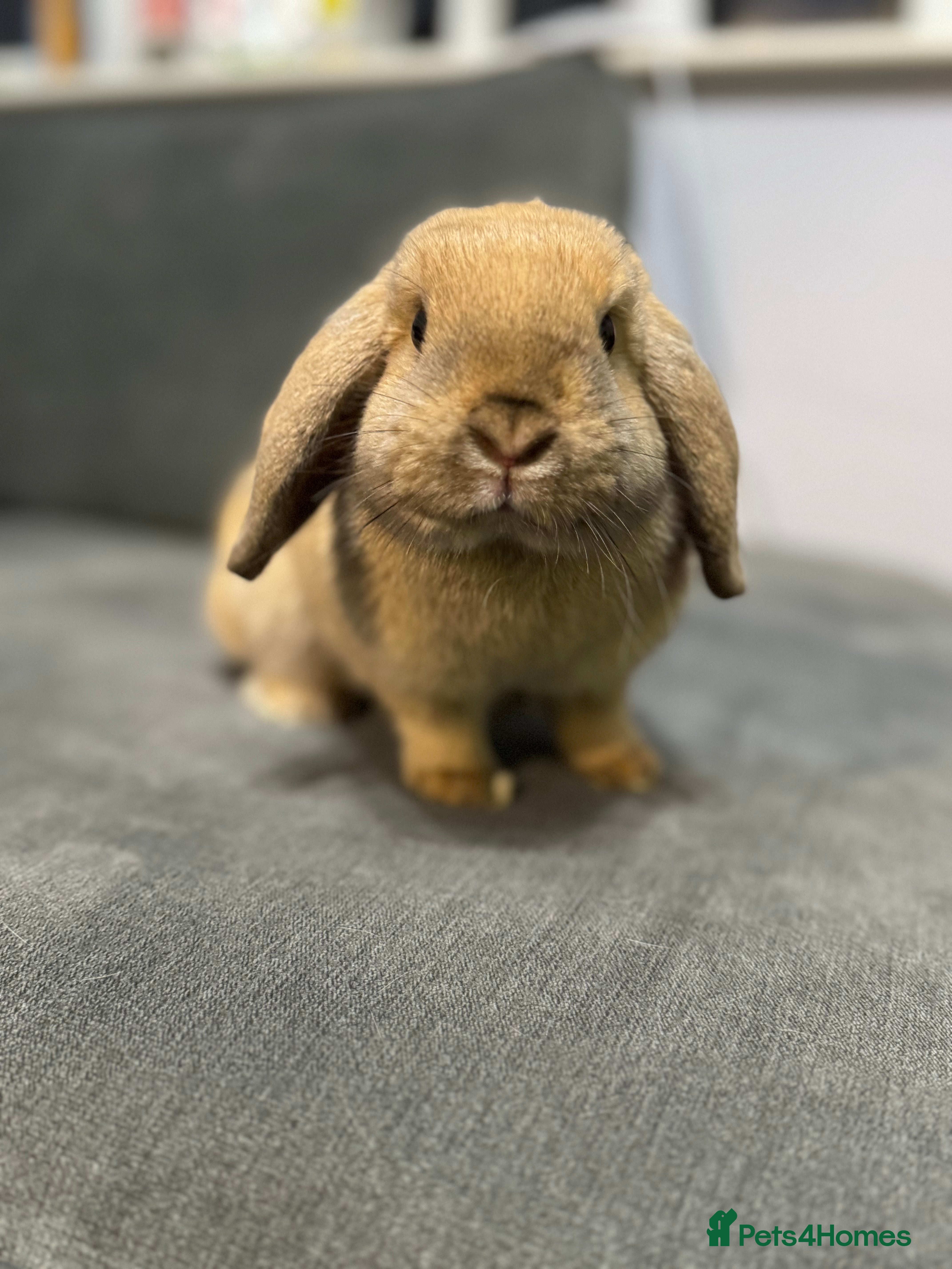 Mini Lop rabbits Pure Mini Lop - 6 Month Old Doe  - Advert 5