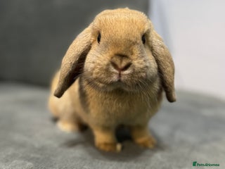 Mini Lop rabbits Pure Mini Lop - 6 Month Old Doe - Advert 2