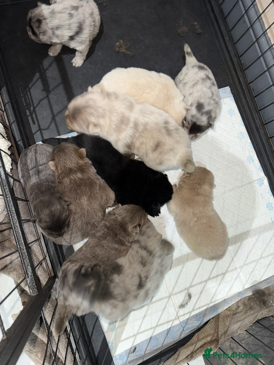 Chow Chow dogs for sale: Chow chow puppies  - Advert 5