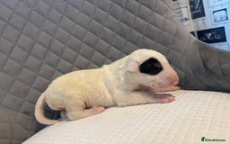 English Bull Terrier dogs for sale: Champion Bloodline English Bull Terrier Puppies  - Image 8