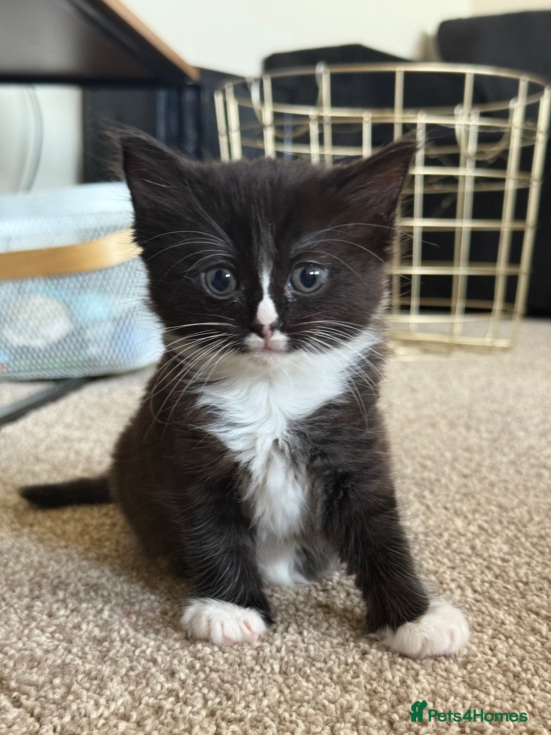 Ragdoll cats for sale: Ragdoll x kitten - Female 🐾🩷 REDUCED  - Image 2