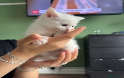 European cats for sale: Kittens For Sale - Image 2