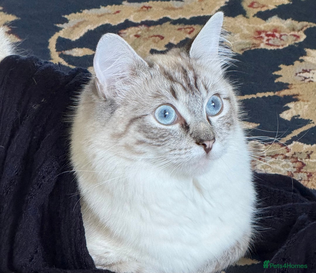 Ragdoll cats for sale: Lynx Seal Point and Seal Ragdoll Kittens - Image 10