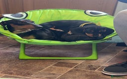 Miniature Dachshund dogs for sale: Black and Tan girl miniature dachshund  - Advert 2