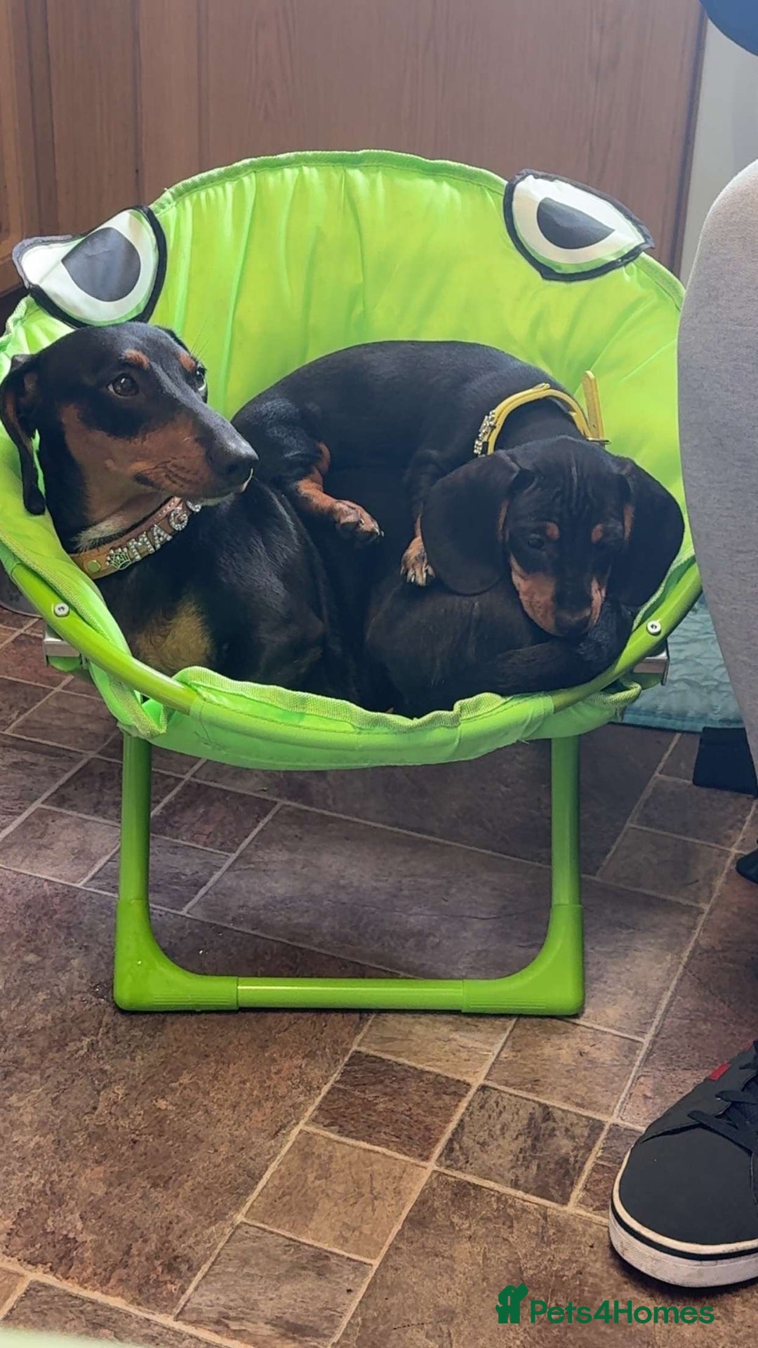Miniature Dachshund dogs for sale: Black and Tan girl miniature dachshund  - Advert 2