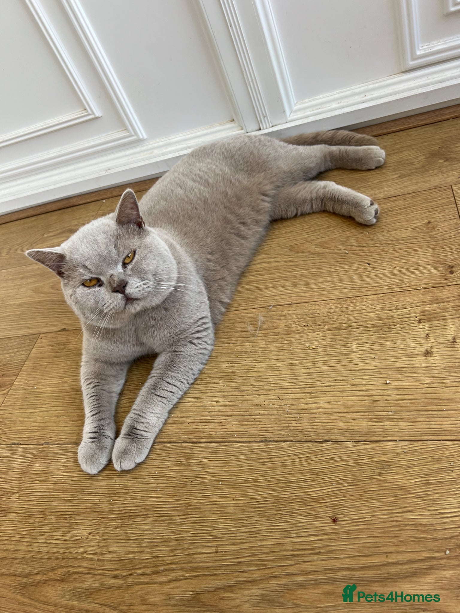 British Shorthair cats British shorthair lilac STUD - Advert 20