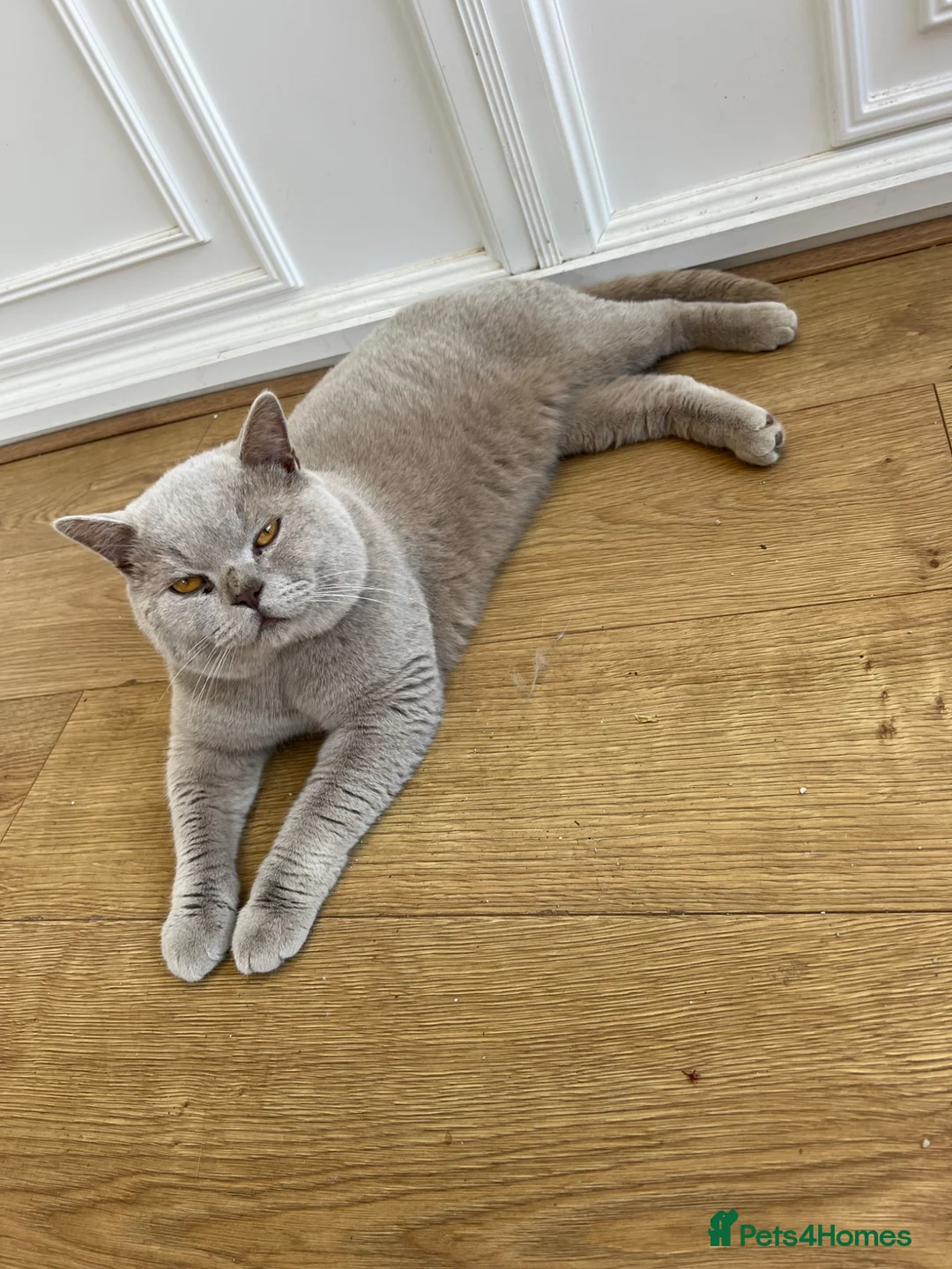 British Shorthair cats for stud: British shorthair lilac STUD - Advert 1