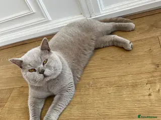 British Shorthair cats British shorthair lilac STUD - Advert 20