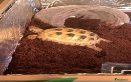 Tortoise reptiles for sale: Selling my beautiful Russian tortoise. - Image 10