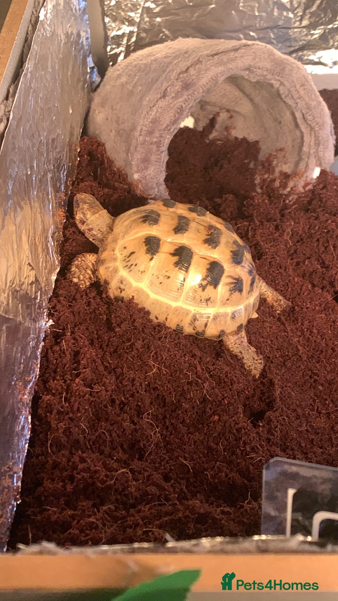 Tortoise reptiles for sale: Selling my beautiful Russian tortoise. - Image 10