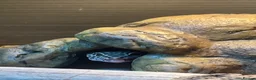 Leopard Gecko reptiles for sale: male leopard gecko in Bedlington - Advert 1