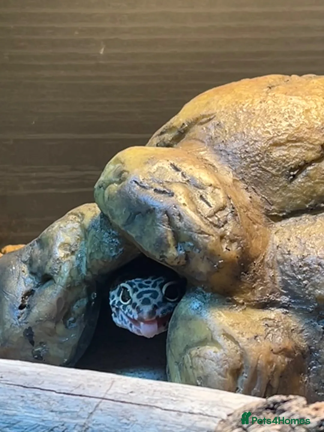 Leopard Gecko reptiles for sale: male leopard gecko in Bedlington - Advert 1