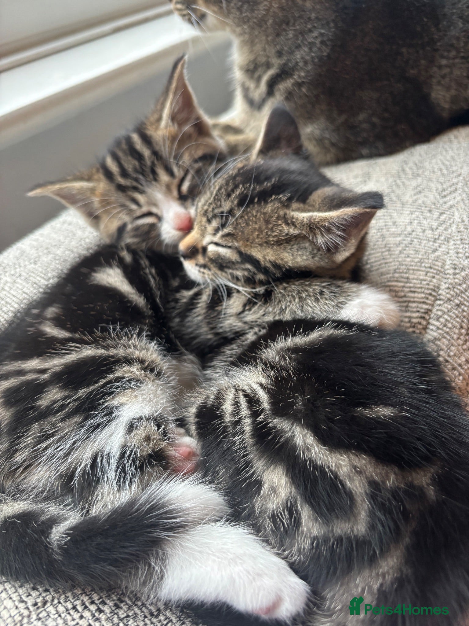 Mixed Breed cats Three Handsome Tabbies for sale!  - Advert 2