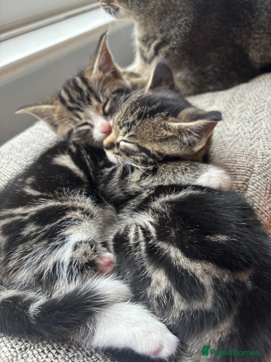 Mixed Breed cats for sale: Three Handsome Tabbies for sale!  in Fareham - Advert 1