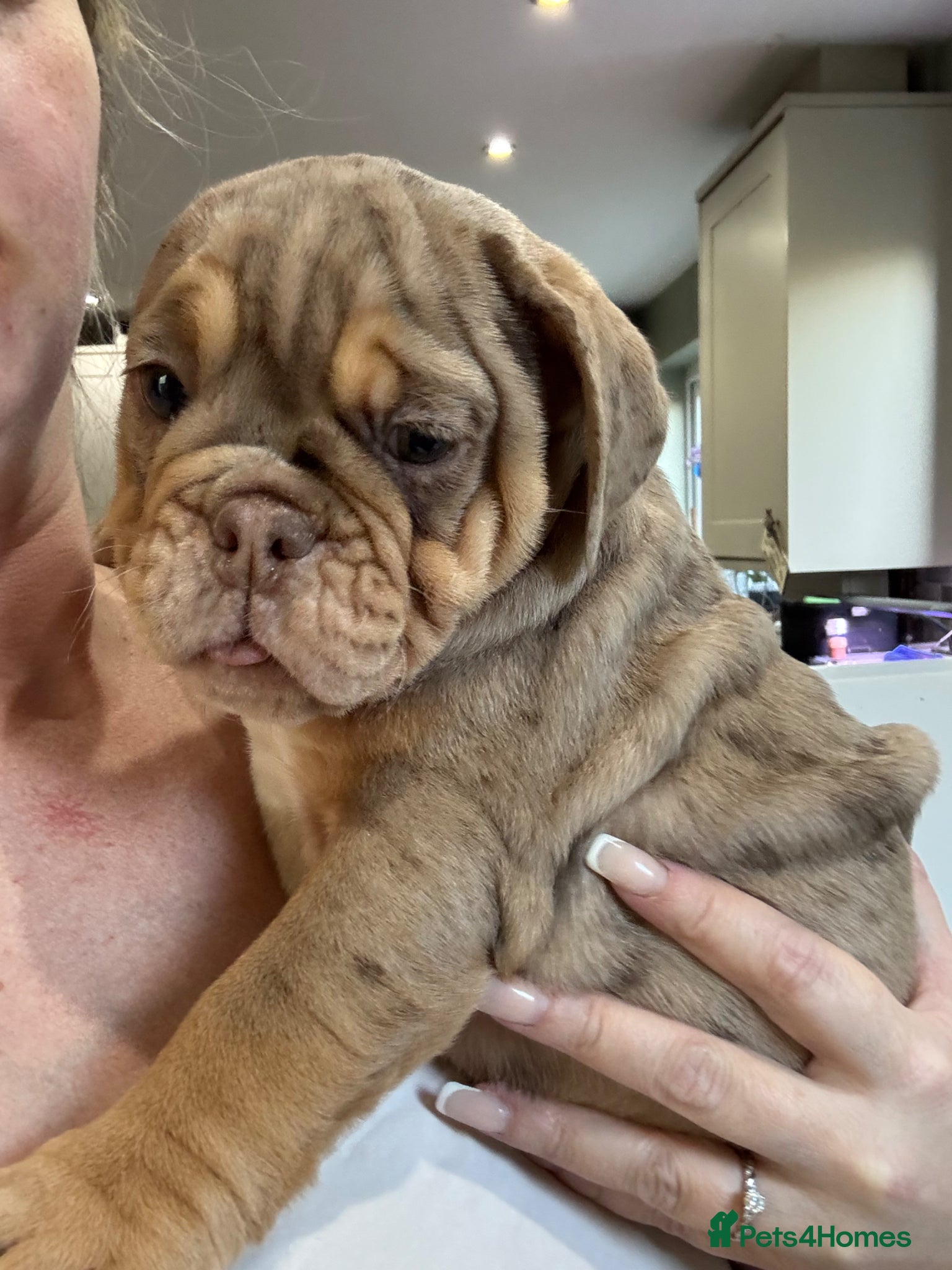 English Bulldog dogs Final reduction- last baby girl ready to leave us  - Advert 2