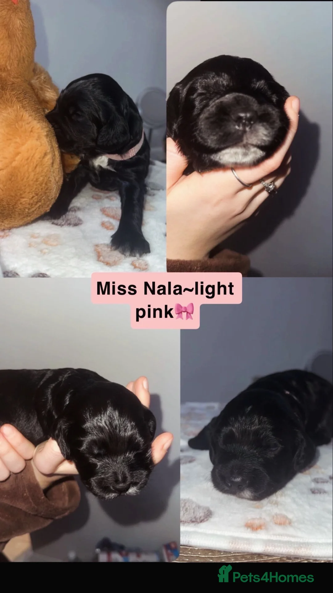 Cocker Spaniel dogs for sale: Beautiful litter of working cocker spaniels  - Advert 11