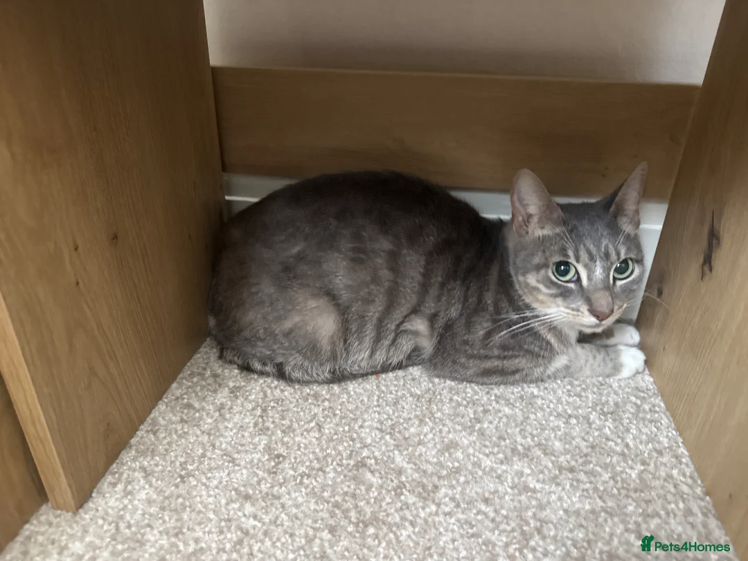 Mixed Breed cats for sale: Grey Tabby Mix - Advert 5